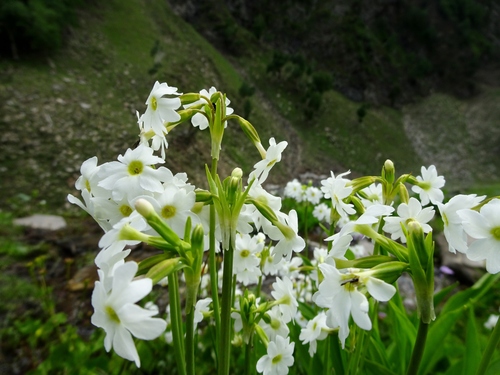 Primula munroi, 2023-06-29