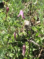 Clematis alpina