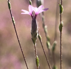 Lessingia leptoclada