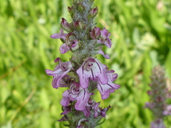 Pedicularis attollens
