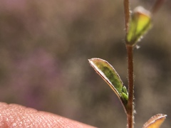 Lessingia leptoclada