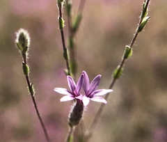 Lessingia leptoclada