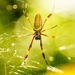 Golden Silk Spider - Photo (c) kamal50, some rights reserved (CC BY-NC), uploaded by kamal50