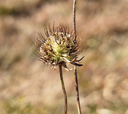 Image of Scabiosa lucida by (c) Marek Hrušovský, some rights reserved (CC BY)