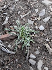 Frasera albomarginata