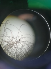 Agelaioides badius