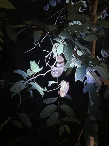 Nycticebus coucang