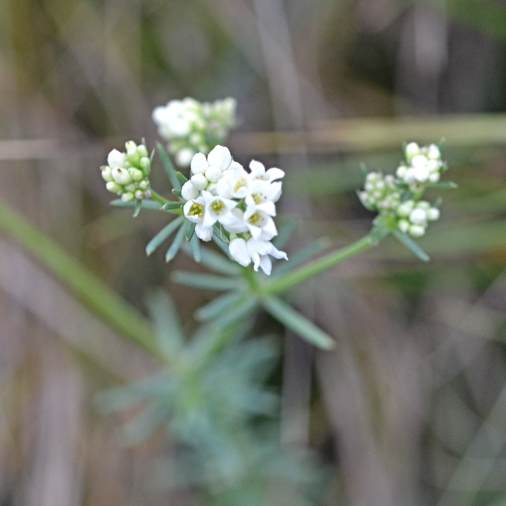 Galium glaucum