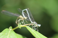 Platycnemis pennipes
