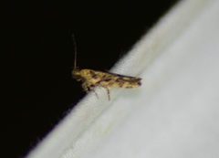 Micropterigoidea