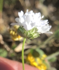 Gilia capitata