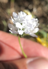 Gilia capitata