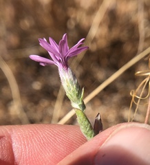 Lessingia leptoclada