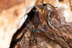 Griffin's Leaf-Nosed Bat photo 3