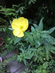 Oenothera