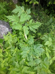 Angelica triquinata