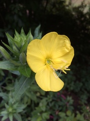 Oenothera