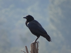 Corvus capensis capensis