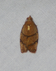 Argyrotaenia juglandana