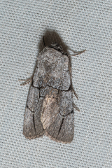 Sympistis ragani