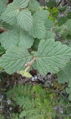 Holodiscus discolor discolor