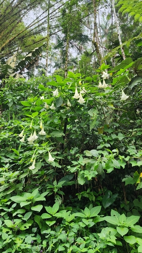 Brugmansia suaveolens