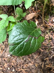 Pyrola asarifolia