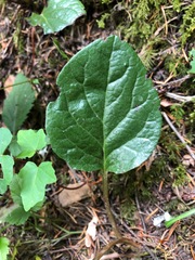 Pyrola asarifolia