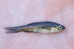 Chrosomus neogaeus
