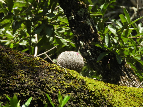 Foto de Cacto-veludo