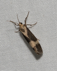 Cisthene faustinula