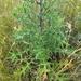 Cirsium ukranicum - Photo (c) Valerii Darmostuk, μερικά δικαιώματα διατηρούνται (CC BY), uploaded by Valerii Darmostuk