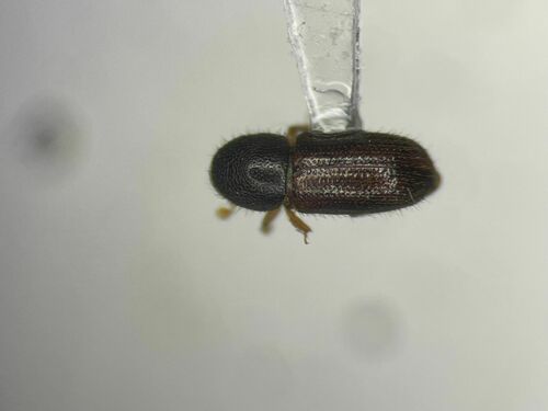Heteroborips seriatus