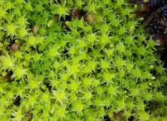 Diobelonella palustris