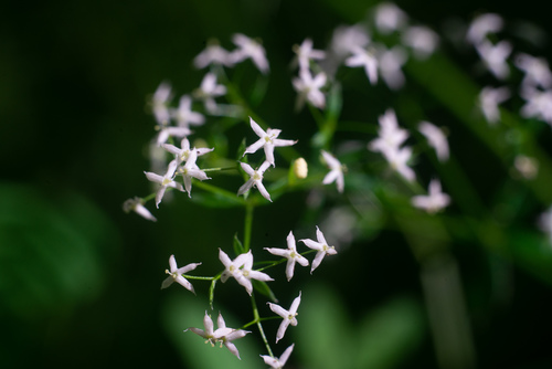 Paprastasis lipikas nuotrauka