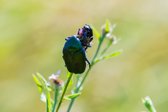 Protaetia cuprea cuprea