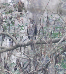 Accipiter virgatus