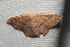 Cyclophora dataria