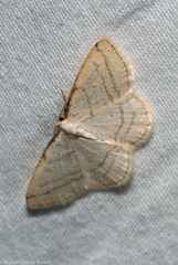 Protitame subalbaria