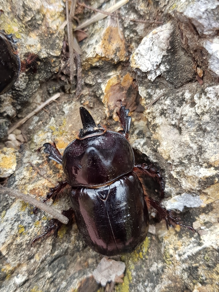 Western Rhinoceros Beetle