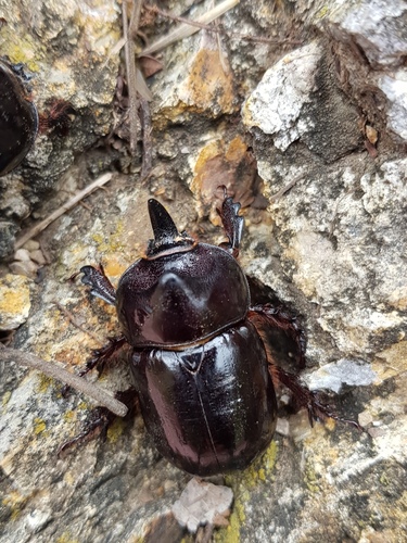 Western Rhinoceros Beetle