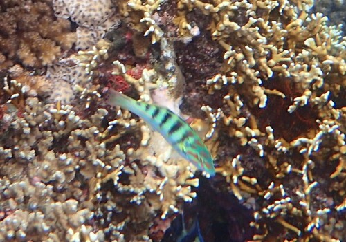 Thalassoma hardwicke observed 2024-10-22