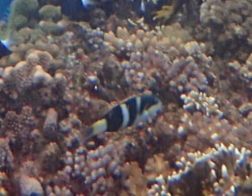 Thalassoma nigrofasciatum observed 2024-10-22