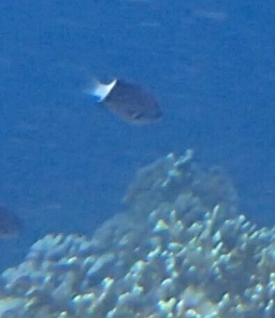 Chromis margaritifer observed 2024-10-22