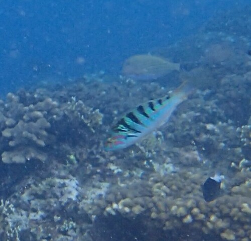 Thalassoma hardwicke observed 2024-10-22
