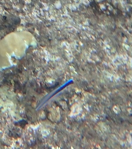 Labroides dimidiatus observed 2024-10-22