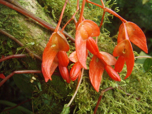 Begonia aeranthos