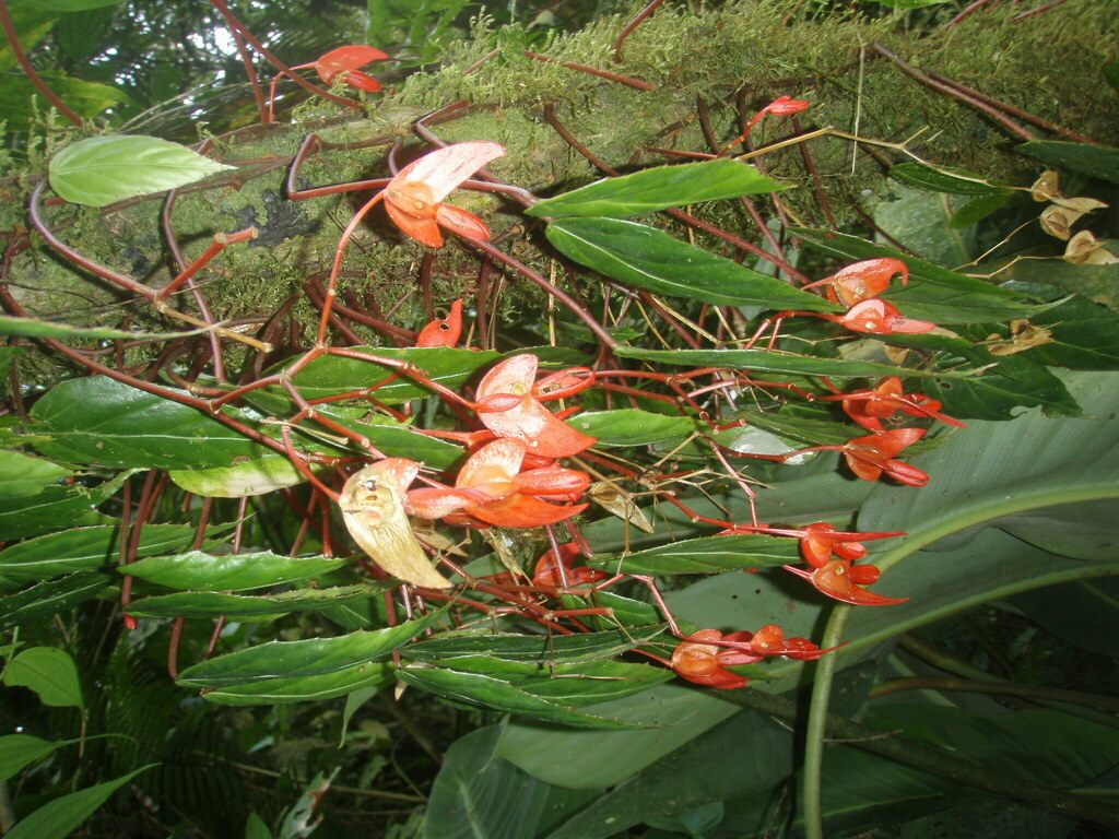 Begonia aeranthos