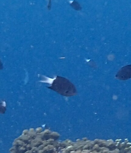 Chromis observed 2024-10-22