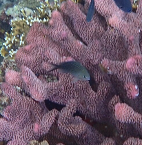 Chromis observed 2024-10-22